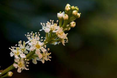 Prunus laurocerasus 'Schipkaensis' - bobkovišeň lékařská, střemcha vavřínová - květ